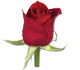 گل رز هلندی سامورایی